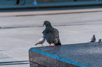 pigeon, city, dove, bird, animal, plumage, feather, pigeons, foraging, urban, beak