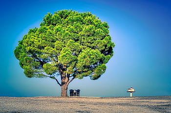 tree, chairs, nature, table, shrine, greek, orthodox, crete, road, tavern, quiet