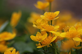 calendula di palude, carta da parati floreale, Fiore di tuorlo, caltha palustris, natura, ranuncolo, sfondo di fiori, fiori gialli, stami, bellissimi fiori, petali