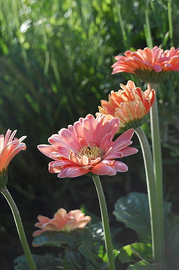 Pink Gerbera Flowers, salmon Gerbera daisies, close-up flowers, sunlit garden, blooming flowers, outdoor flowers, natural light, garden setting, floral photography, pink flowers, Gerbera daisies