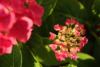 hydrangea, flower Background, beautiful Flowers, flowers Buds, flower Wallpaper, flowers, pink Flowers, garden, close Up, nature, knospe