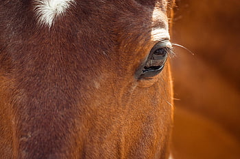 hest, natur, dyr, øye, hode, hesthodet, brun hest, pattedyr, equine, nærbilde