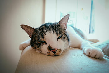 cat sleeping, close-up photo, beige surface, domestic cat, resting comfortably, couch, bright room, cute cat, indoor photo, pet photography, animal rest
