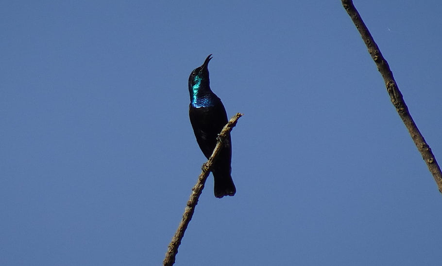 pták, květinové tapety, fialové sunbird, cinnyris asiaticus, mužský, aves, květinové pozadí, fauna, krásné květiny, květ, prášek