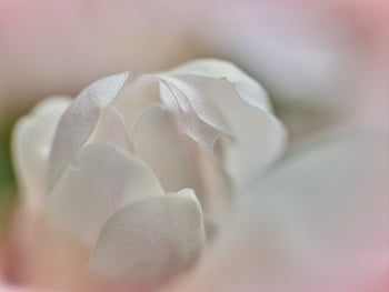 추상 꽃 배경, 식물학, 고요한, 닫다, 디 포커스, 섬세한, 꽃 무늬의, 매크로, 목련, 본질적인, 파스텔