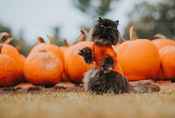 Halloween, schwarze Katze, Herbst, Katze, Katzentricks, Kürbis, Oktober, saisonal, fallen, katzenartig, Haustier