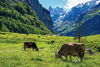mountains, alp, alps, landscape, switzerland, nature, mountain Landscape, cows, graze, idyll, idyllic