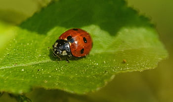 slunéčko sedmitečné, brouk, hmyz, coccinella septempunctata, coccinella, septempunctata, Příroda, Chyba, zvíře, přírodní, volně žijících živočichů