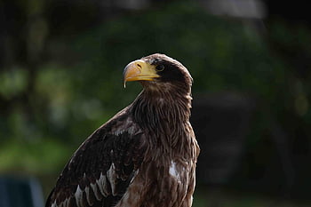 Adler, Steinadler, Flügel, Gefieder, Tier, Natur, federn, wappen
