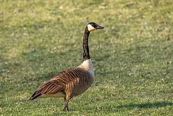 pták, husa, ornitologie, Příroda, druh, fauna, ptačí, zvíře, volně žijících živočichů, zobák, tapeta na zeď
