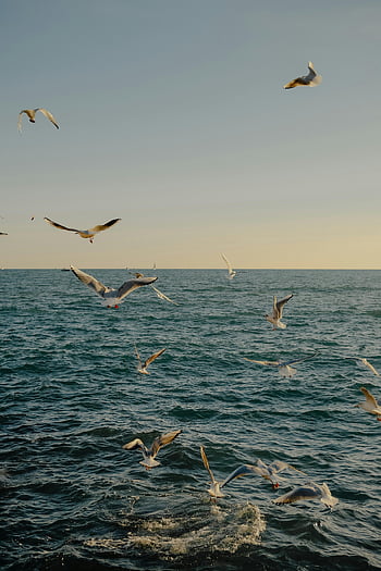 flock of birds, flying birds, seagulls, ocean, sea, serene scene, daytime, graceful flight, bird photography, nature, wildlife