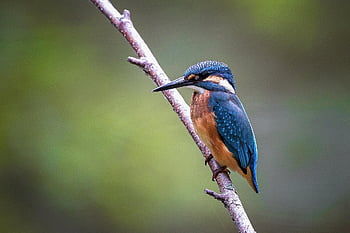 burung, burung pekakak, kookaburra, cabang, bertengger, burung bertengger, bulu, ave, ilmu burung, bulu burung, mengamati burung