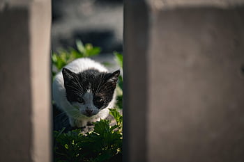 kat, dyr, kæledyr, killing, nuttet, portræt, kitty, morgen, natur, bybilledet, pixabay