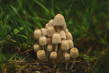 houba, toxické houby, Coprinellus Micaceus, podzim, rostlin, mykologie, les, Nepiji alkohol, divoký, Příroda, zavřít