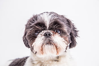 dog, animal, canine, shih Tzu, puppy, pet, domestic, portrait, companion