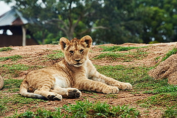 lion cub, lying on ground, cute lion cub, lounging, grassy terrain, wildlife in nature, young lion, animal photography, natural habitat, baby lion, wild animals