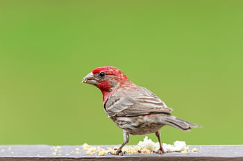 pinson de la maison, pinson mâle, la nature, bouvreuil, oiseau, plumes, plumage, ave, aviaire, ornithologie, le bec