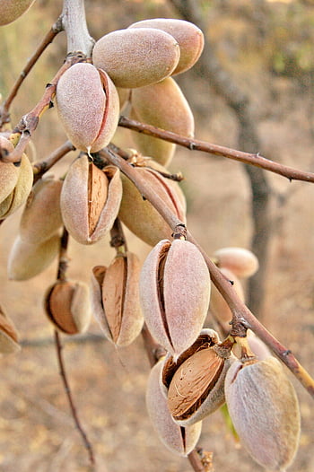 almonds, tree branch, outdoor setting, detailed close-up, growing almonds, nut lot, brown pistachio, natural setting, almond tree, outdoor almonds, close-up almonds