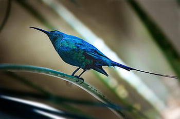 sunbird, bird, malachite Sunbird, exotic, sitting, animal, wildlife, iridescent, beak, invoice, plumage