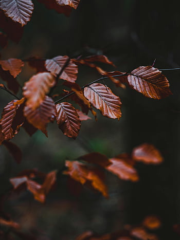 autumn leaves, thin branches, dark moody image, woodland setting, fall essence, dry leaves, autumn foliage, moody autumn, woodland autumn, thin tree branches, autumnal scene