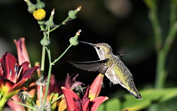 anna, hummingbird, fly, nature, wildlife, birdphotography, birds Wildlifephotography, birdwatching, photography, birding, birdlover