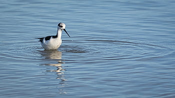 AVE silvestre, aves acuáticas, ave zancuda, lago, ornitología, naturaleza, aviar, fauna silvestre, útero real