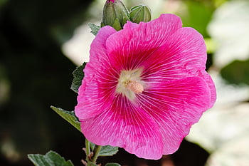 flower, pink, garden, bloom, blossom, beautiful Flowers, stock Rose, alcea Rosea, hollyhock, flower Wallpaper, common Peony
