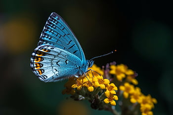 butterfly, wallpaper Hd, mac Wallpaper, beautiful Wallpaper, blue Butterfly, yellow Flowers, full Hd Wallpaper, hd Wallpaper, free Wallpaper, desktop Backgrounds, pollination