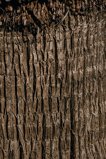 brown tree trunk, close-up photography, textured tree bark, intricate natural patterns, tree bark texture, natural textures, close-up nature, tree trunk details, detailed tree bark, natural patterns, tree bark close-up