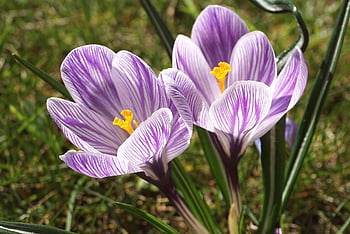 flowers, saffron, crocuses, spring, garden, flora, plants, nature, blooms, blooming, the Harbinger Of Spring