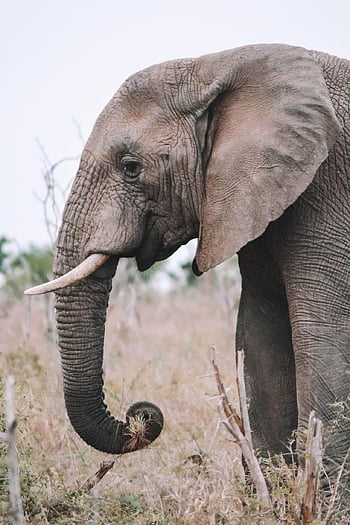 slon, zvíře, savec, slon africký, divoký, kufr, kel, pachyderm, velké zvíře, velký savec, Afrika