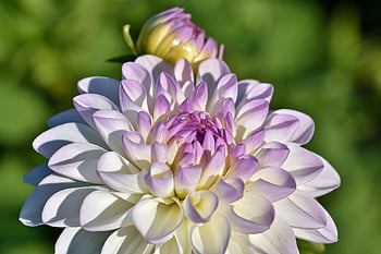 dahlias, flower, petals, flower Background, blossom, bloom, flowering Plants, ornamental Plants, plants, flora, beautiful Flowers