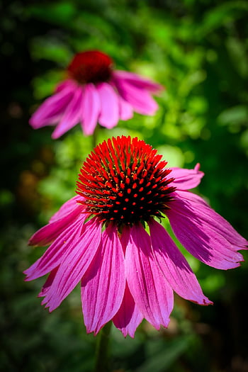 λουλούδι, πέταλα, coneflower, Κεφαλή μπουλονιού, μοβ coneflower, echinacea, φύση, pallida, ακανθώδης, ημιδιαφανές sonnenhut, φυτό