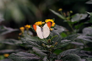 insect, butterfly, entomology, close Up, nature, wings, pollinate, pollination, great Orange Tip