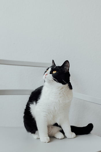 bicolor cat, black and white cat, tuxedo cat, cat on chair, adorable cat, curious cat, sitting cat, indoor cat, cute cat, pet photography, animal photography