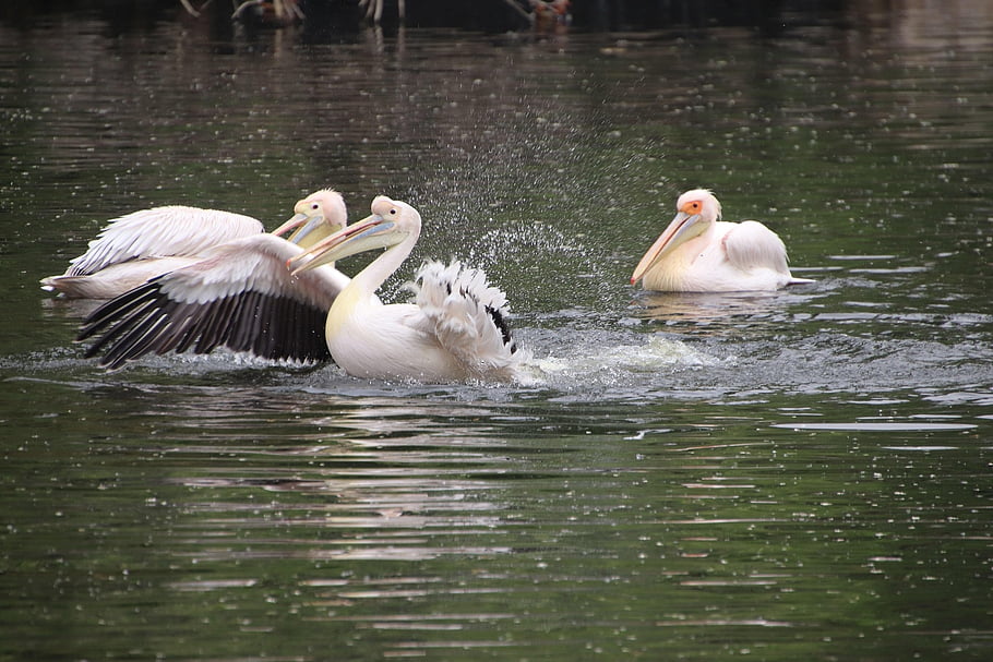 pelicans, birds, wading, flapping, water Birds, aquatic Birds, pond, water, animal World