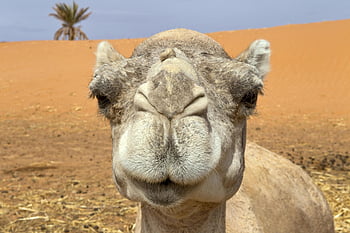 velbloudí tvář, detailní záběr na velblouda, písečná poušť, Unikátní funkce, přátelský velbloud, Nastavení pouště, velbloudí portrét, CAMEL CLASS-UP, pouštní zvíře, velbloud v poušti, Funkce velblouda