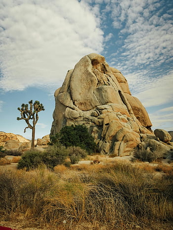 Brown rock formation, blue sky, Joshua trees, California desert, landscape, captivating view, desert landscape, rock formation, Joshua tree, desert scene