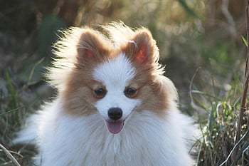 zvíře, Pes, savec, psí, Příroda, plemeno, srst, trpasličí špic, domácí zvíře, pomeranian