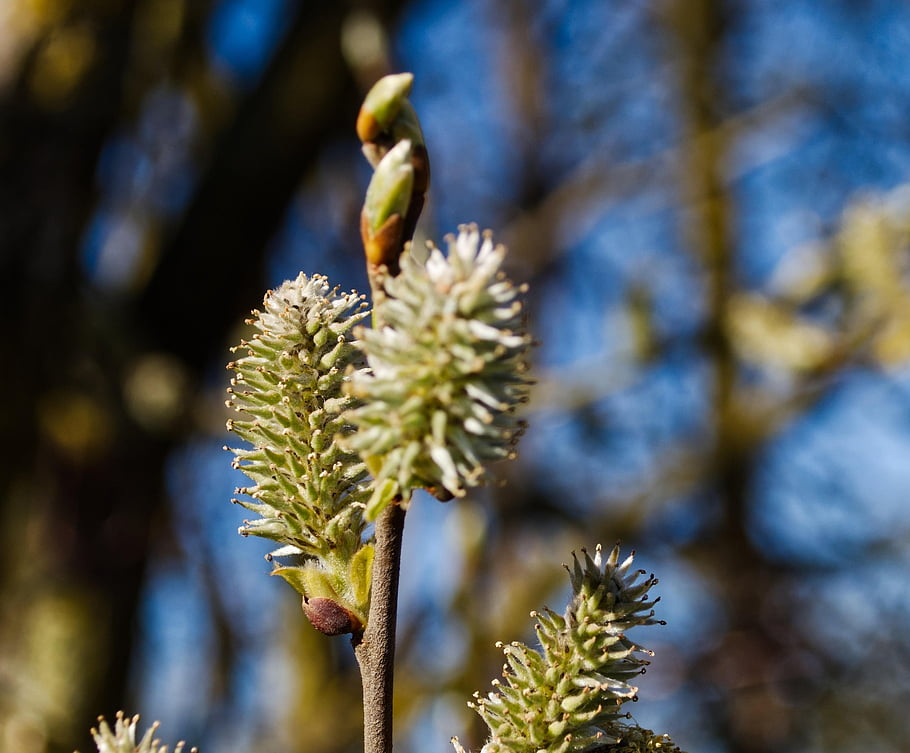 willow Catkins, plant, nature, spring, flower, blossom, bloom, flower Wallpaper, forest, garden, green