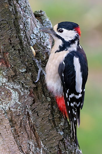 bird, great Spotted Woodpecker, woodpecker, acorn, tree, feed, nature, animal