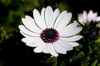 the See Super Maximum, flower Background, osteospermum, beautiful Flowers, african Daisy, demoru, daisy, flower Wallpaper, chrysanthemum, gazania, cape Margaret