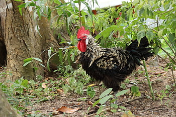 hen, chicken, bird, kerala, chick, chicks, poultry, egg, farm, nest, animal