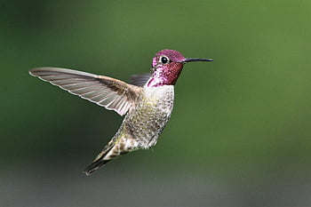 anna's Hummingbird, hummingbird, bird, animal, beak, wings, feathers, plumage, avian, wildlife, nature