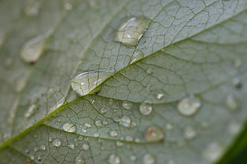 雨、 液滴、 濡れている、 自然、 植物、 新鮮な、 テクスチャ、 緑、 環境、 葉、 マクロ