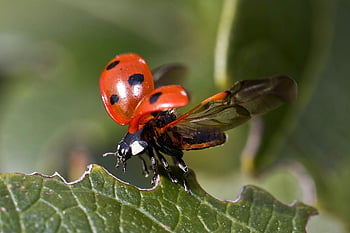kepik, bug merah dan hitam, tembakan makro, menyebarkan sayap, daun hijau, serangga, alam, margasatwa, merapatkan, Bug terlihat, kumbang kecil