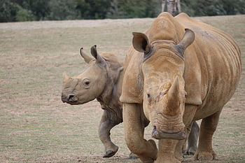 afrqiue, zoo, zoo Boisière, rhinoceros, horn, rinoceros, rhino, horns, mammals, africa, safari
