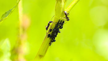 formica, formiche, insetto, natura, macro, insetti, animale, pianta, piccolo, avvicinamento, pidocchi