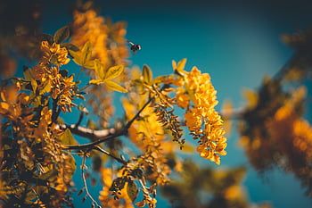 laburnum, beautiful Flowers, laburnum Tree, yellow, tree, cassia, nature, bloom, vishu, blossom, plant