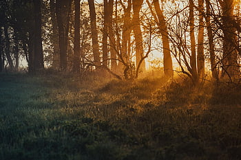 park, nature, landscape, trees, trunk, lawn, grass, sun, sunrays, sunset, sundawn